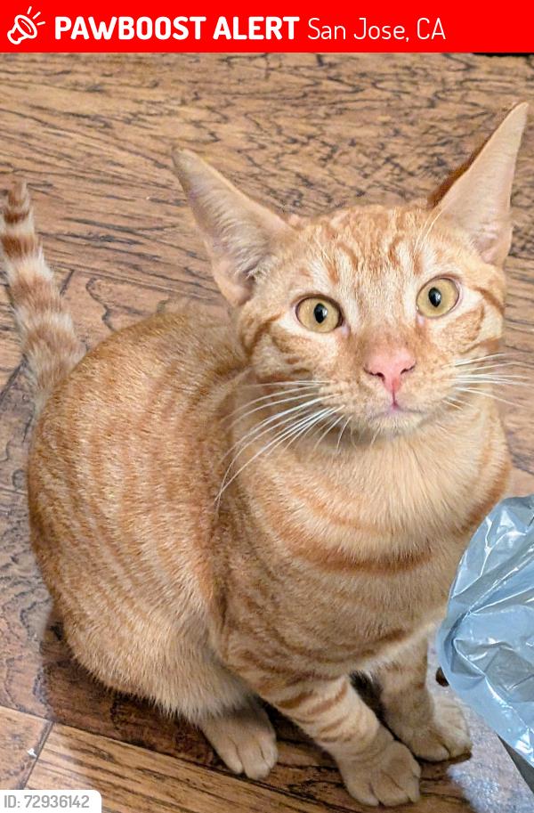 Lost Male Cat last seen Columbus park, San Jose, CA 95110