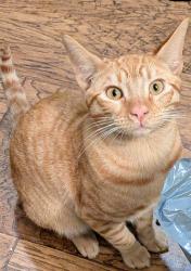 Lost Male Cat last seen Columbus park, San Jose, CA 95110