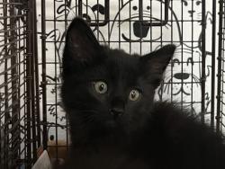 Shelter Stray Female Cat last seen , 957 N Gaffey St, San Pedro, CA 90731, USA