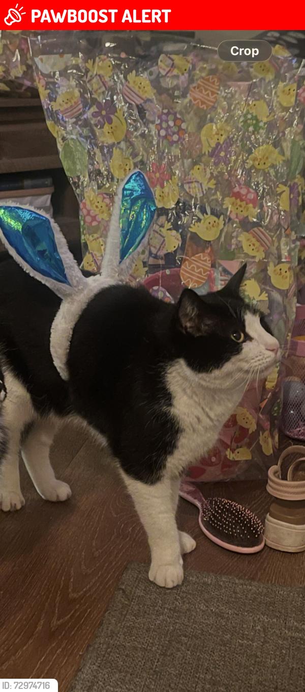 Lost Male Cat last seen Amity lane, pilot view ct. , El Dorado County, CA 95664