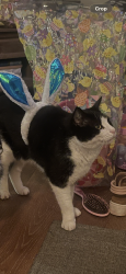 Lost Male Cat last seen Amity lane, pilot view ct. , El Dorado County, CA 95664