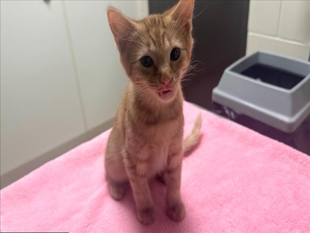 Shelter Stray Female Cat last seen FIDELITY ST, CARRBORO, 1601 Eubanks Rd, Chapel Hill, NC 27516, USA
