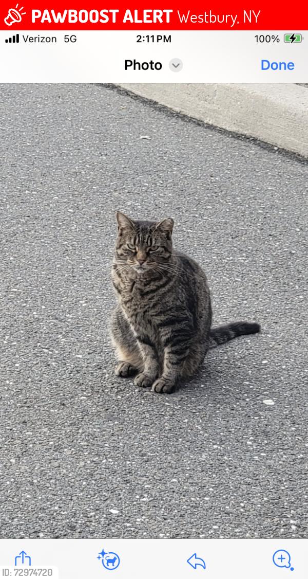 Lost Female Cat last seen Corporate drive Westbury , Westbury, NY 11590
