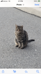 Lost Female Cat last seen Corporate drive Westbury , Westbury, NY 11590