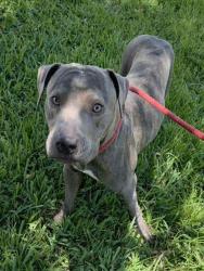 Shelter Stray Female Dog last seen Near BLOCK NW 6 ST, FORT LAUDERDALE FL 33311, Davie, FL 33312
