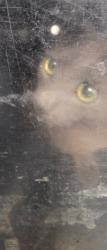 Shelter Stray Female Cat last seen , 11361 W Pico Blvd, Los Angeles, CA 90064, USA