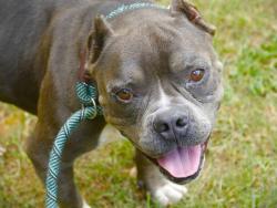 Shelter Stray Male Dog last seen Near BLOCK SUMMIT LAKE DR, TALLAHASSEE FL 32317, Tallahassee, FL 32311