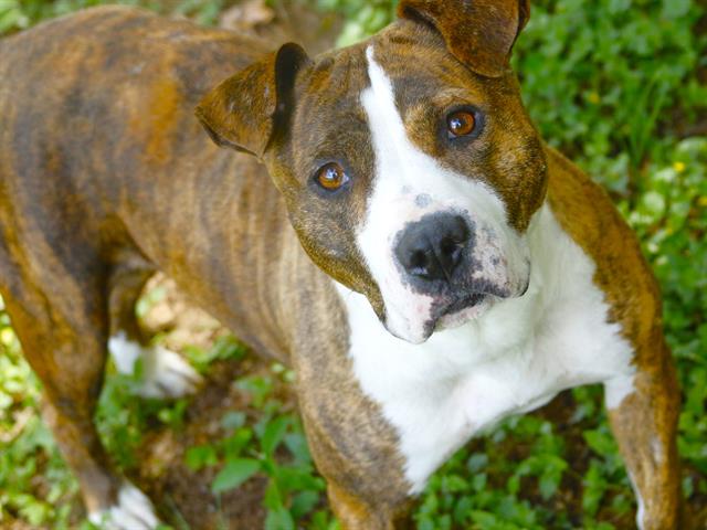 Shelter Stray Female Dog last seen Near BLOCK CAPITOLA RD TALLAHASSEE FL 32317, Tallahassee, FL 32311