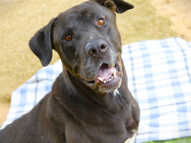 Shelter Stray Male Dog last seen Near BLOCK CAPITAL CIR NW, TALLAHASSEE FL 32303, Tallahassee, FL 32311