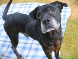 Shelter Stray Male Dog last seen Near BLOCK EASTERWOOD DR, TALLAHASSEE FL 32311, Tallahassee, FL 32311