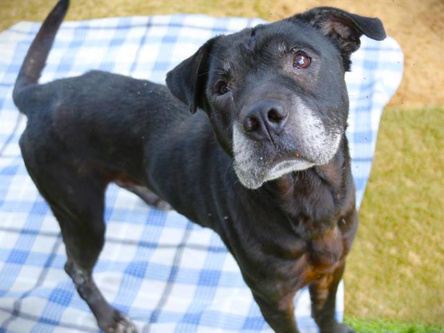 Shelter Stray Male Dog last seen Near BLOCK EASTERWOOD DR, TALLAHASSEE FL 32311, Tallahassee, FL 32311