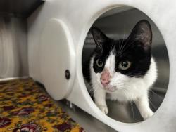 Shelter Stray Male Cat last seen , 2769 Conroy Rd, Orlando, FL 32839, USA