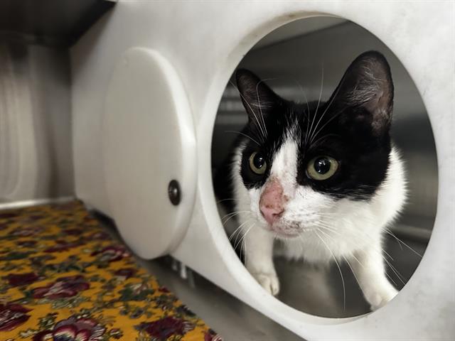 Shelter Stray Male Cat last seen , 2769 Conroy Rd, Orlando, FL 32839, USA