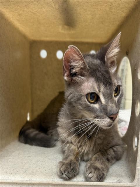 Shelter Stray Female Cat last seen Near BLOCK LITTLE RIVER LOOP, Sanford, FL 32773