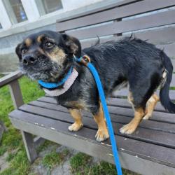 Shelter Stray Female Dog last seen Near BLOCK BLCK PINE AVE, LONG BEACH, CA 90806, Long Beach, CA 90815