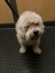 Shelter Stray Male Dog last seen Near BLK W 3RD ST. LONG BEACH CA 90802, Long Beach, CA 90815