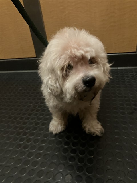Shelter Stray Male Dog last seen Near BLK W 3RD ST. LONG BEACH CA 90802, Long Beach, CA 90815