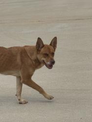 Reunited Female Dog last seen Near Clover Chase Dr, Katy, TX 77493, USA, Katy, TX 77493