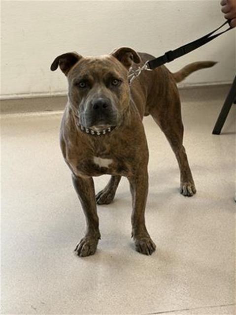Shelter Stray Male Dog last seen Near BLCK ARGONNE AVE, LONG BEAHC, CA 90803, Long Beach, CA 90815