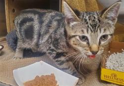 Shelter Stray Male Cat last seen DOOLITLE NEAR COSTO ALAMEDA, 1419 Bryant St, San Francisco, CA 94103, USA