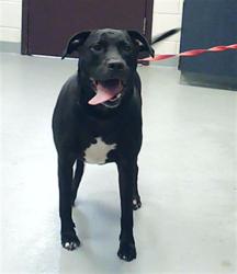 Shelter Stray Female Dog last seen , 4704 Corporation Dr, Fayetteville, NC 28306, USA