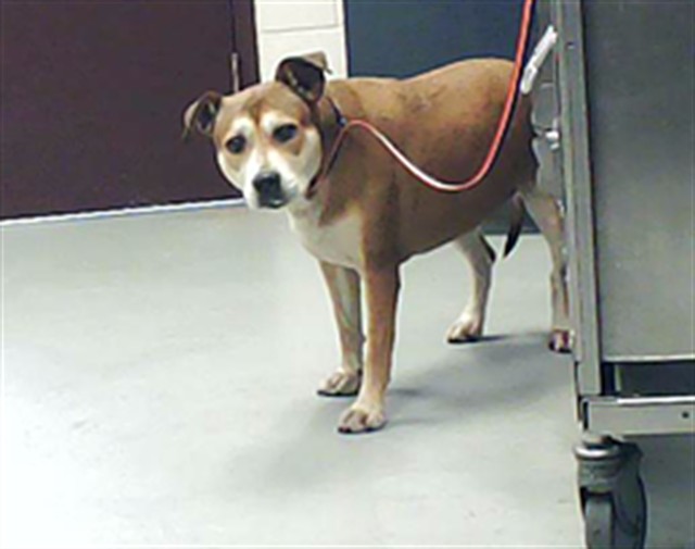 Shelter Stray Female Dog last seen , 4704 Corporation Dr, Fayetteville, NC 28306, USA