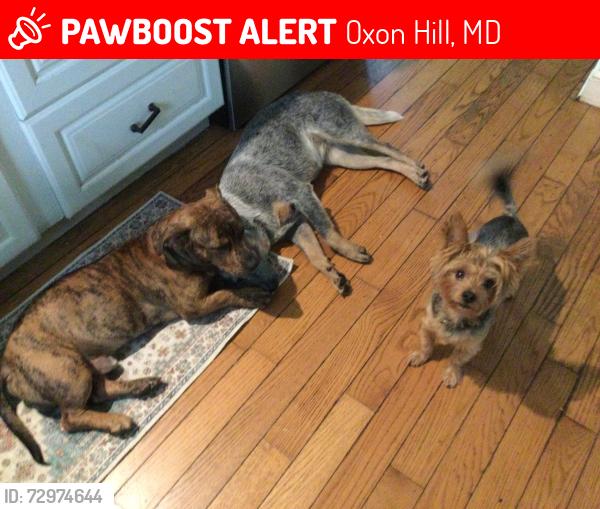 Lost Male Cat last seen Allentown Road and  Prince Georges Drive, Oxon Hill, MD 20744