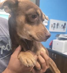 Shelter Stray Female Dog last seen SEAPINES DR/ BARRINGTON BAKERSFIELD, Bakersfield, CA 93307
