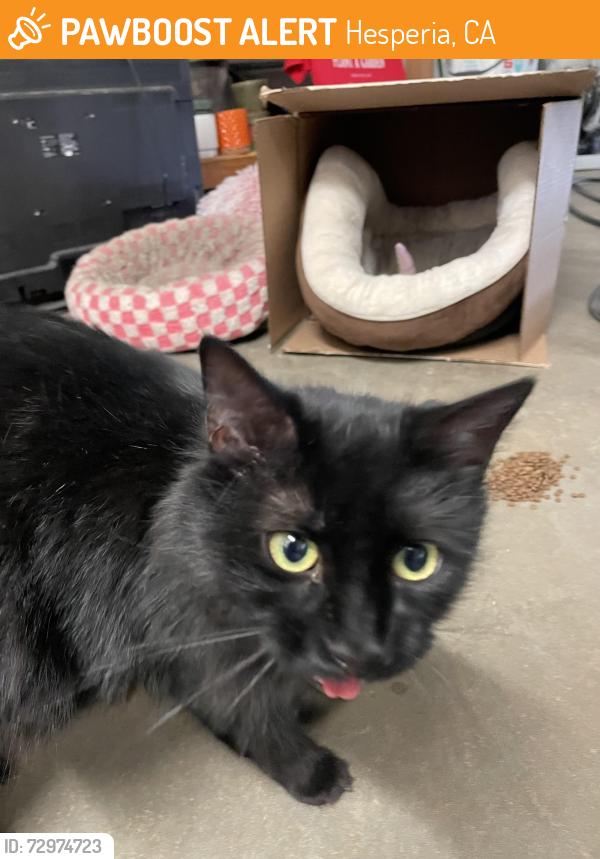 Found/Stray Female Cat last seen Sultana, Hesperia, CA 92345