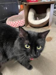 Found/Stray Female Cat last seen Sultana, Hesperia, CA 92345