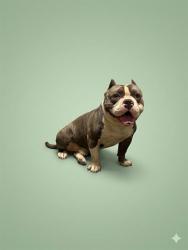 Shelter Stray Male Dog last seen PRC LOBBY, 2020 Forest St, Jacksonville, FL 32204, USA