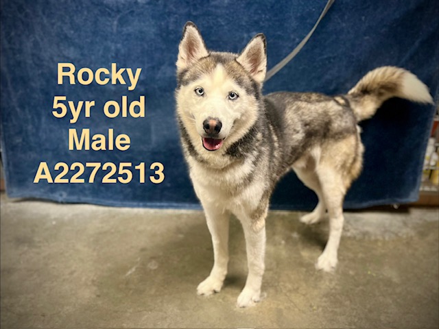 Shelter Stray Male Dog last seen , West Valley Animal Shelter, 20655 Plummer St, Chatsworth, CA 91311, USA