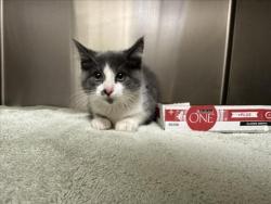 Shelter Stray Male Cat last seen Near BLOCK WESTVIEW TERRACE, 100 Caja Del Rio Rd, Santa Fe, NM 87507, USA