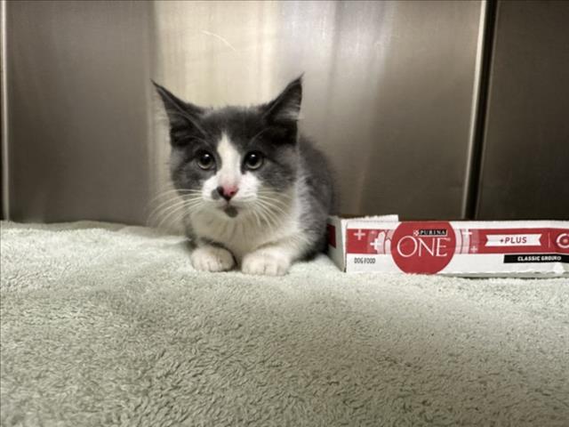 Shelter Stray Male Cat last seen Near BLOCK WESTVIEW TERRACE, 100 Caja Del Rio Rd, Santa Fe, NM 87507, USA