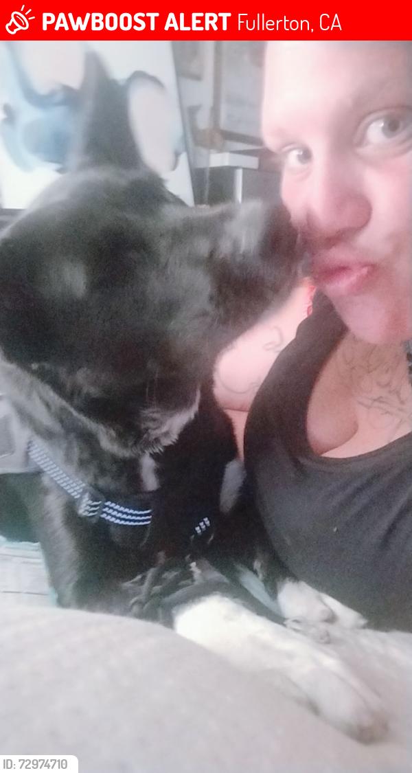 Lost Female Dog last seen Near W WILSHIRE AVE FULLERTON CA 92832, Fullerton, CA 92832