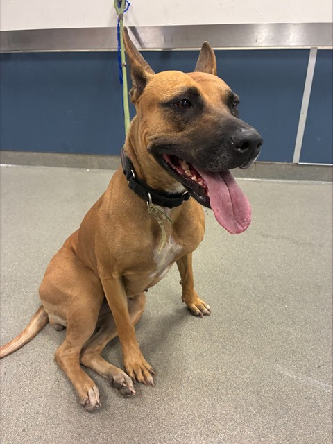 Shelter Stray Female Dog last seen Near BLOCK SW 147TH AVE, Doral, FL 33122