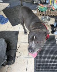 Found/Stray Male Dog last seen Nimmo and Upton Road, Virginia Beach, VA 23454