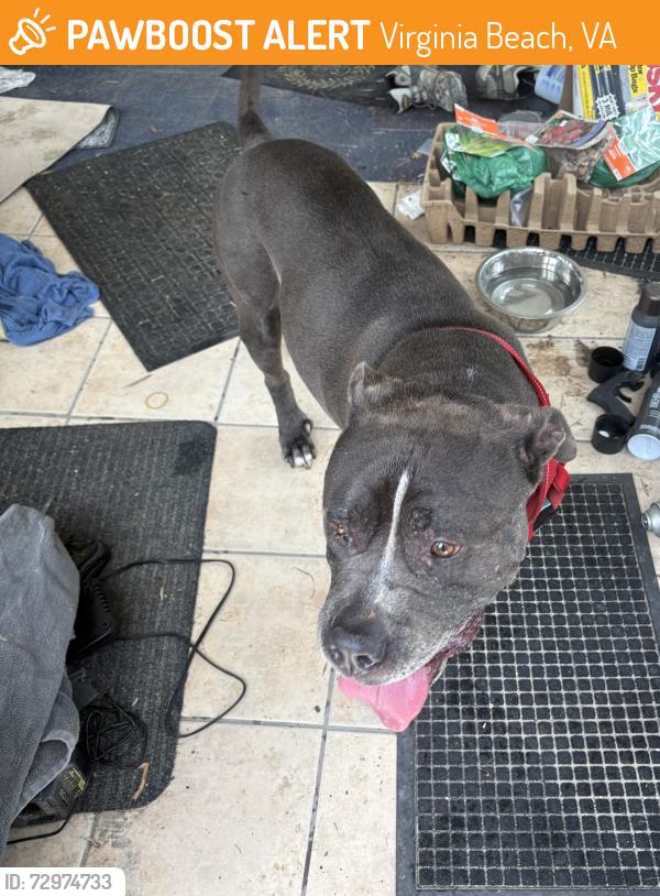 Found/Stray Male Dog last seen Nimmo and Upton Road, Virginia Beach, VA 23454