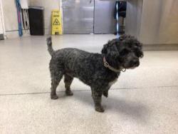 Shelter Stray Male Dog last seen HILLSIDE AVE/ MOUNTAIN VIEW AVE RIVERSIDE, CA 92504, 6851 Van Buren Boulevard, Jurupa Valley, CA 92509, USA