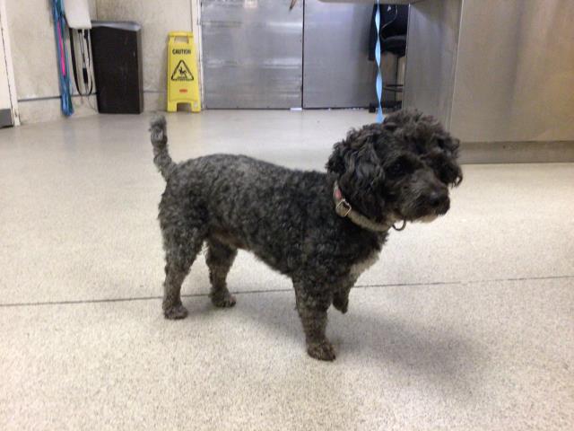 Shelter Stray Male Dog last seen HILLSIDE AVE/ MOUNTAIN VIEW AVE RIVERSIDE, CA 92504, 6851 Van Buren Boulevard, Jurupa Valley, CA 92509, USA
