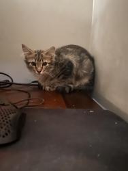 Lost Male Cat last seen Near wellington rd, Harrisburg, PA 17109