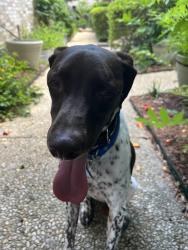 Reunited Male Dog last seen Ohio Street & Walnut/46, New Braunfels, TX 78130