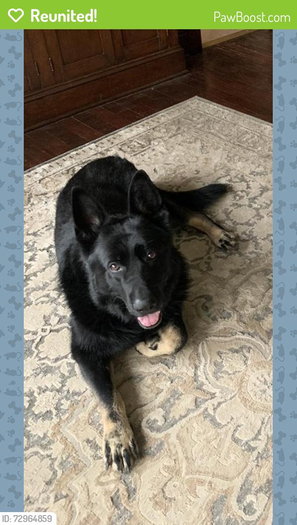 Reunited Female Dog last seen 133rd , Tukwila, WA 98168