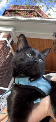 Reunited Male Cat last seen N Lawndale Ave & W Schubert Ave, Chicago, IL 60647