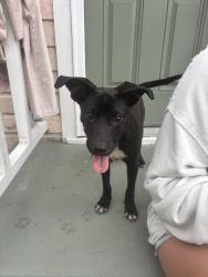 Found/Stray Unknown Dog last seen Near N B st, Pensacola, FL 32501