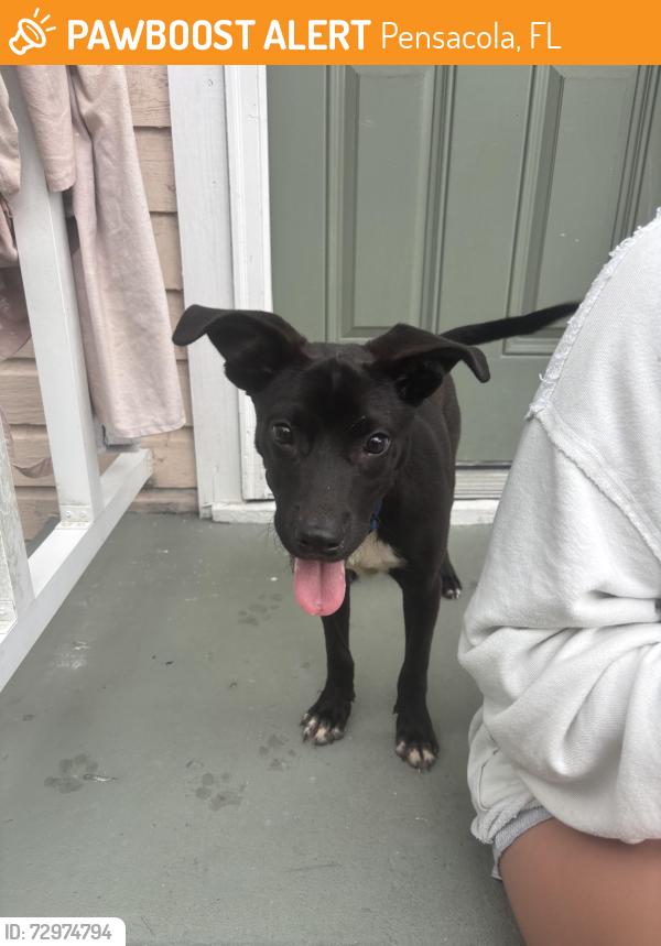Found/Stray Unknown Dog last seen Near N B st, Pensacola, FL 32501