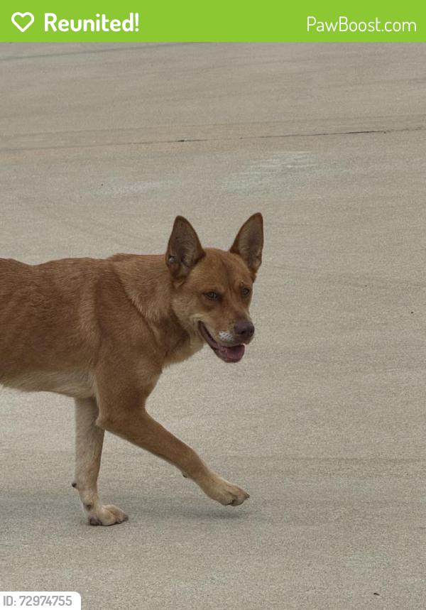 Reunited Female Dog last seen Near Clover Chase Dr, Katy, TX 77493, USA, Katy, TX 77493