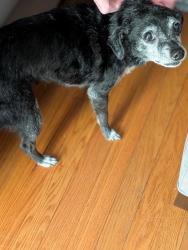 Found/Stray Female Dog last seen 1st. Street and Riverside Dr., Smithfield, NC 27577