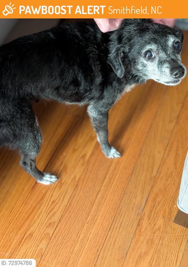 Found/Stray Female Dog last seen 1st. Street and Riverside Dr., Smithfield, NC 27577