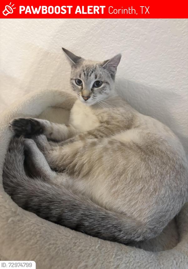 Lost Female Cat last seen Off Post Oak, Corinth, TX 76210